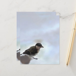 Tidi my Bird the Parus Major