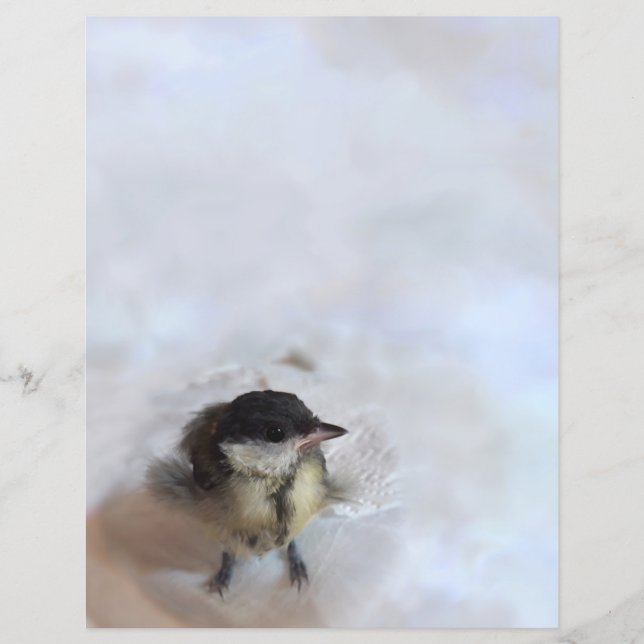Tidi my Bird the Parus Major (Front)