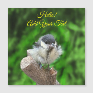 Tidi my Bird the Parus Major