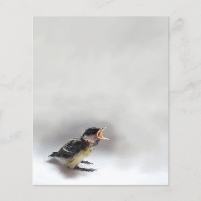 Tidi my Bird the Parus Major (Front)