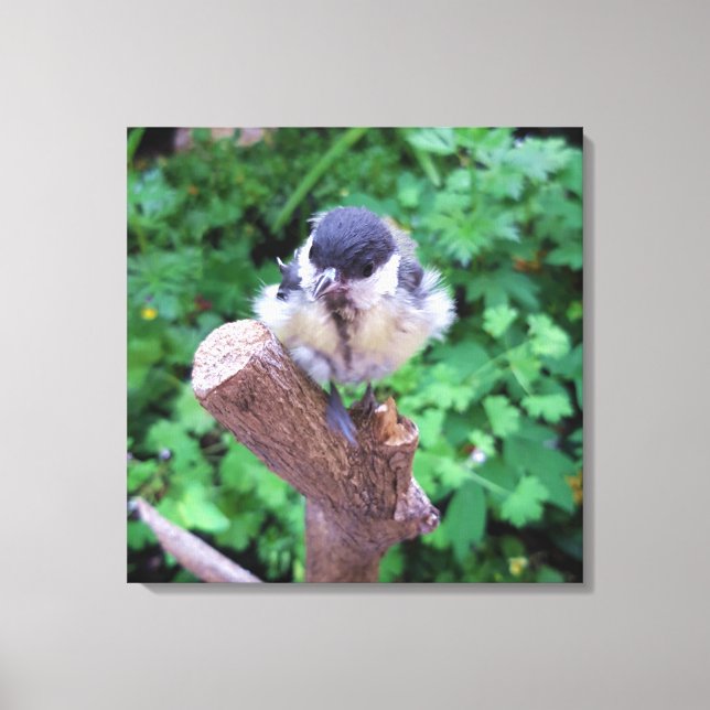 Tidi my Bird the Parus Major Canvas Print (Front)