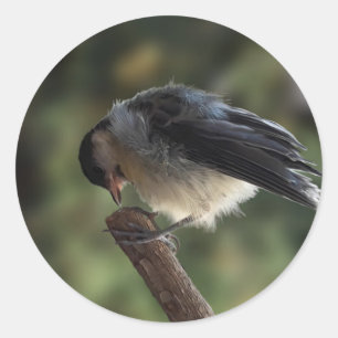 Tidi my Bird the Parus Major Classic Round Sticker