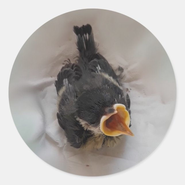 Tidi my Bird the Parus Major Classic Round Sticker (Front)