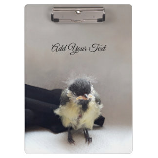 Tidi my Bird the Parus Major Clipboard