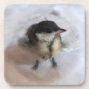 Tidi my Bird the Parus Major Coaster