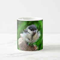 Tidi my Bird the Parus Major