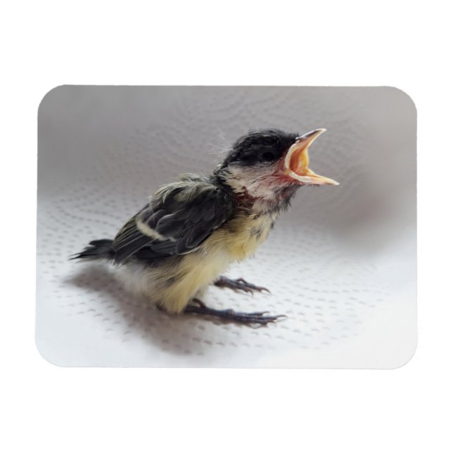 Tidi my Bird the Parus Major Magnet (Horizontal)