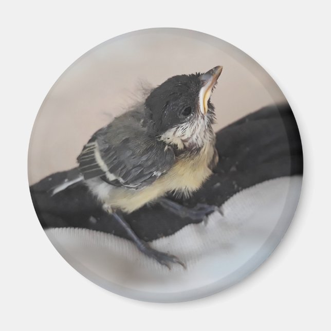Tidi my Bird the Parus Major Magnet (Front)