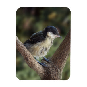 Tidi my Bird the Parus Major Magnet