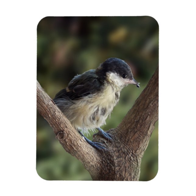 Tidi my Bird the Parus Major Magnet (Vertical)