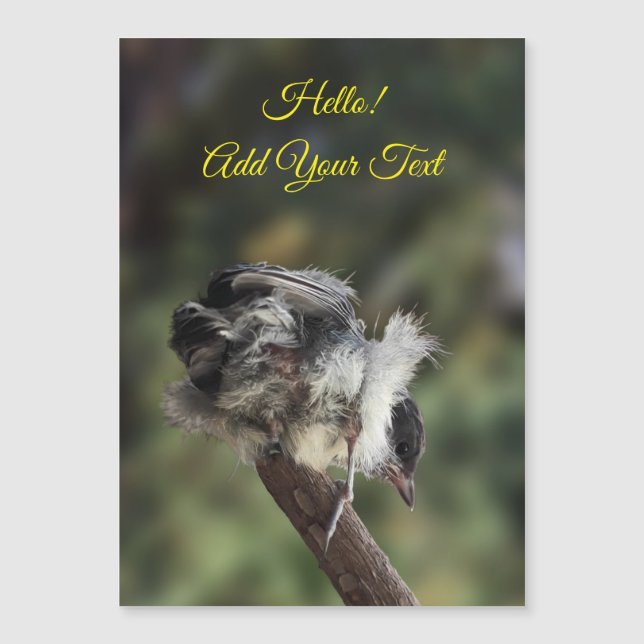 Tidi my Bird the Parus Major Magnetic Card (Front)