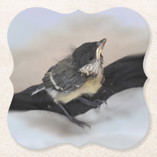 Tidi my Bird the Parus Major Paper Coaster
