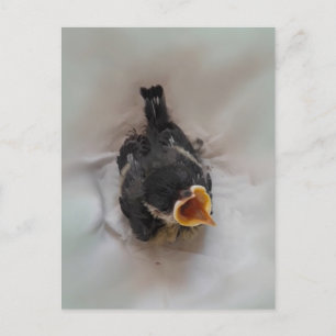 Tidi my Bird the Parus Major Postcard