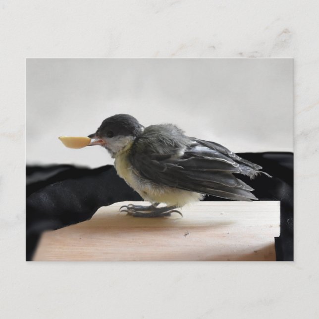 Tidi my Bird the Parus Major Postcard (Front)