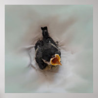 Tidi my Bird the Parus Major