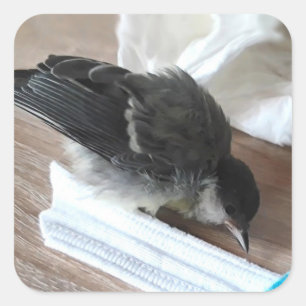 Tidi my Bird the Parus Major Square Sticker