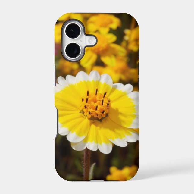 Tidy Tip Wildflowers (Back)