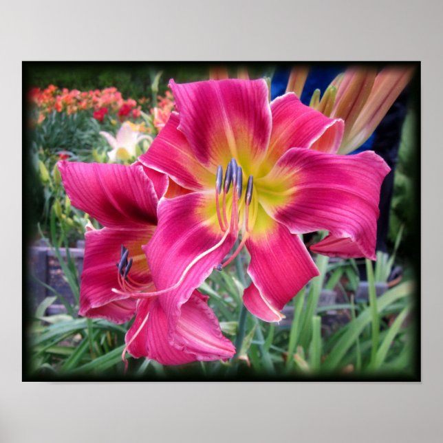 Tie Dye Daylily Poster (Front)