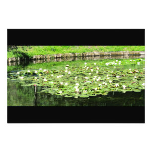 Tiergarten Water Lillies Photo Print