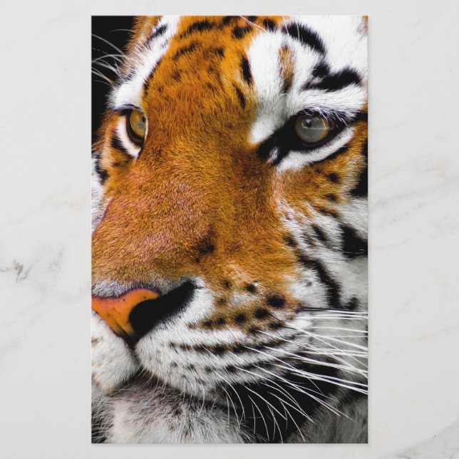 Tiger (Front)