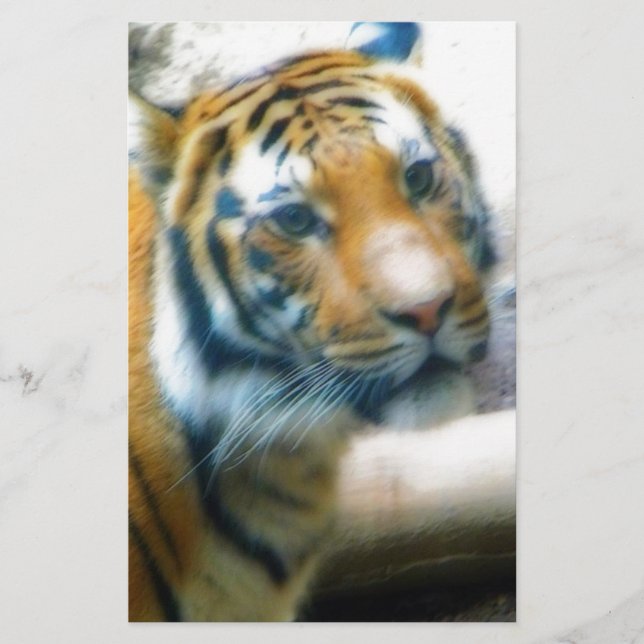 Tiger (Front)