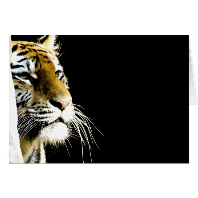 Tiger (Front Horizontal)