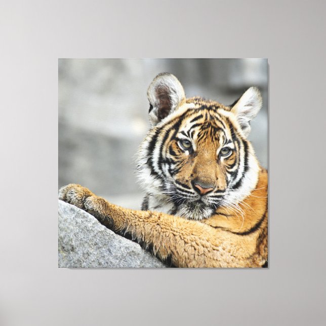 Tiger016 Canvas Print (Front)