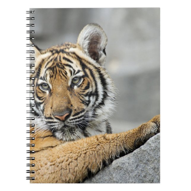 Tiger017 Spiral Notebook (Front)