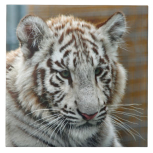 Tiger20151001 Tile