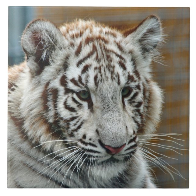 Tiger20151001 Tile (Front)