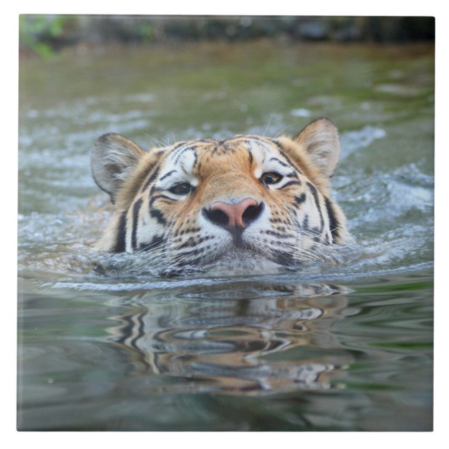 Tiger20160201 Tile (Front)