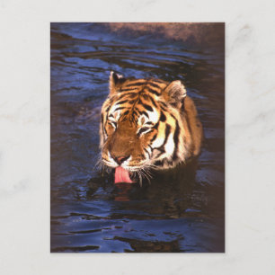 Tiger2 Postcard