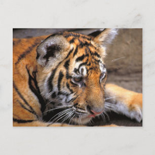 Tiger38 Postcard