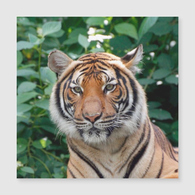 Tiger 001 (Front)