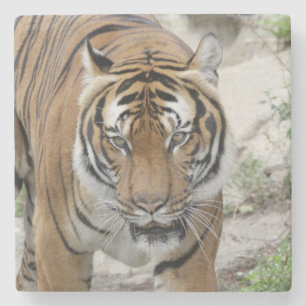 Tiger_001 Stone Coaster
