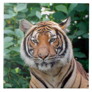 Tiger 001 tile