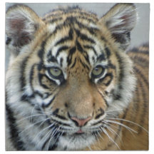 Tiger 002