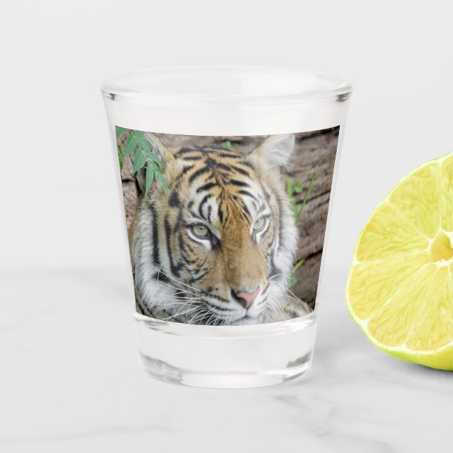 Tiger_002 Shot Glass (Front)