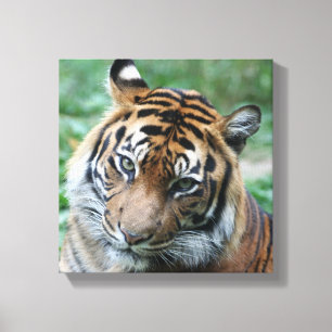 Tiger 013 canvas print