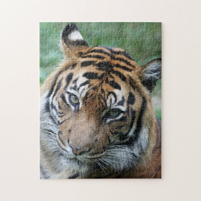 Tiger 013 jigsaw puzzle (Vertical)