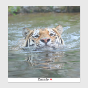 Tiger 028