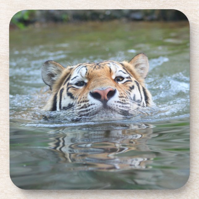 Tiger 028 coaster (Front)