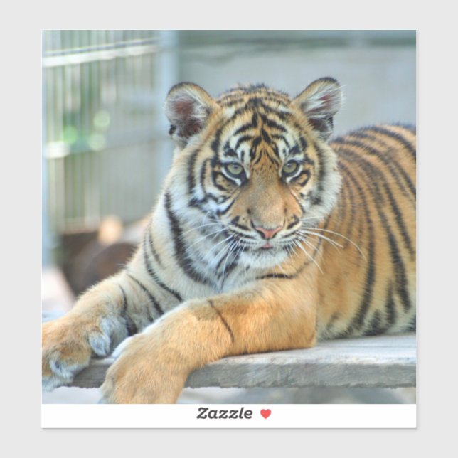 Tiger 034 (Sheet)