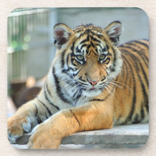 Tiger 034 coaster