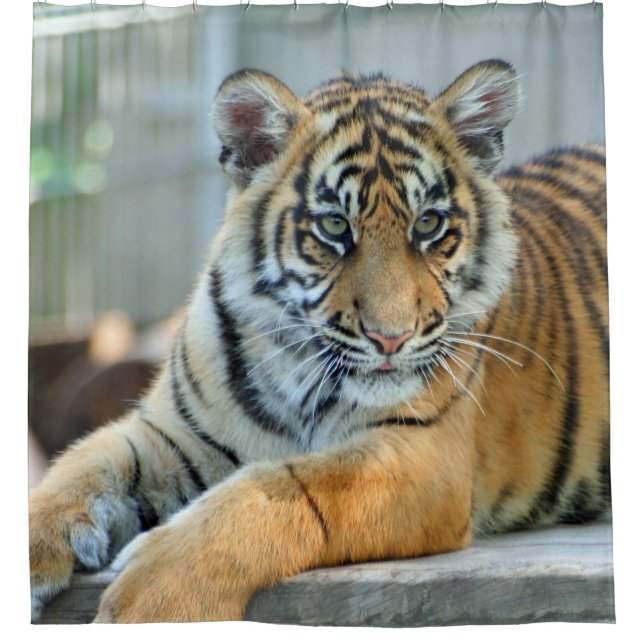 Tiger 034 shower curtain (Front)