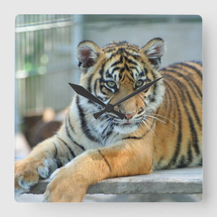 Tiger 034 square wall clock