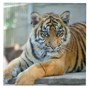 Tiger 034 tile