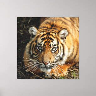 Tiger 037 canvas print