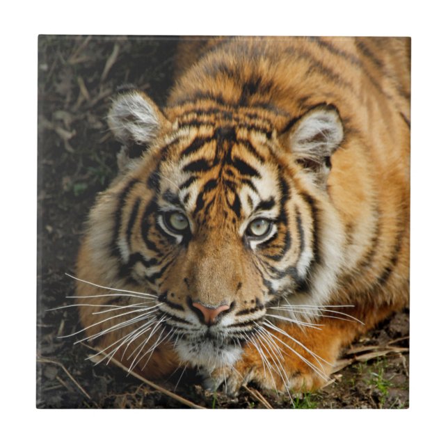 Tiger 037 tile (Front)
