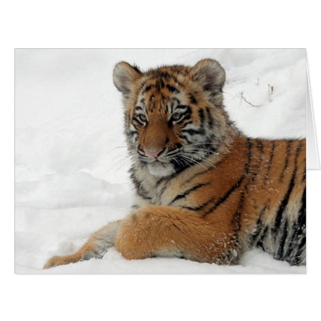 Tiger_2015_0101 (Front Horizontal)